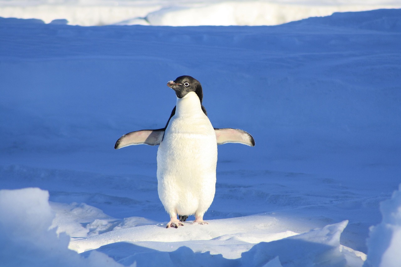 A penguin sliding across the ice